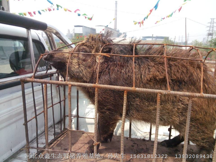 河南众鑫大型野猪养殖基地销售特种野猪 纯种野猪 野猪苗 