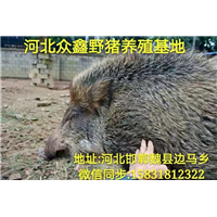 野猪养殖加盟并回收  买一头野猪苗价格多少钱 