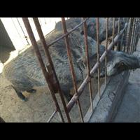 邢台野猪苗 邢台野猪养殖 邢台纯种野猪价格 