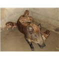 河南周口野猪养殖 开封野猪养殖 郑州特种野猪养殖场 