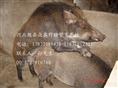 河北野猪价格-河北特种野猪养殖R-05