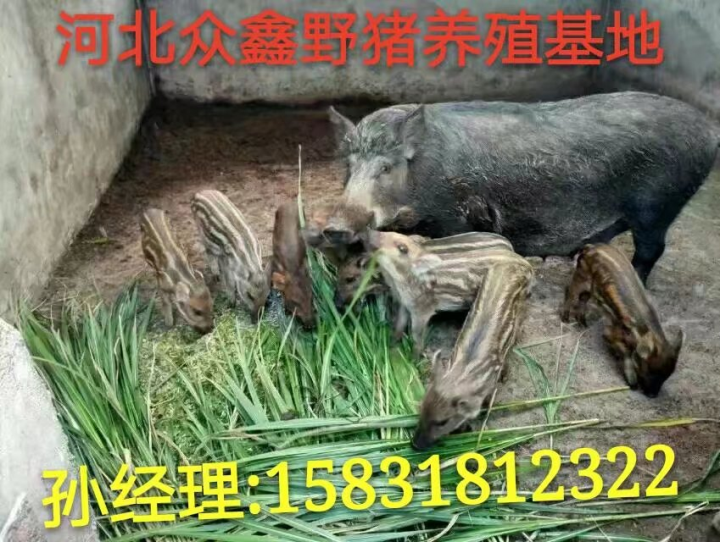 太原野猪养殖场   山西生态野猪养殖基地 