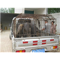 宁夏地区野猪养殖场多吗？野猪肉价格如何 
