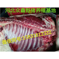 邯郸野猪肉   邯郸野猪养殖专业合作社 