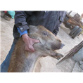 北京野猪肉价格15831812322野猪养殖技术 
