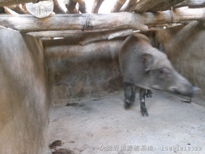 特种野猪养殖 河南大型野猪养殖基地 