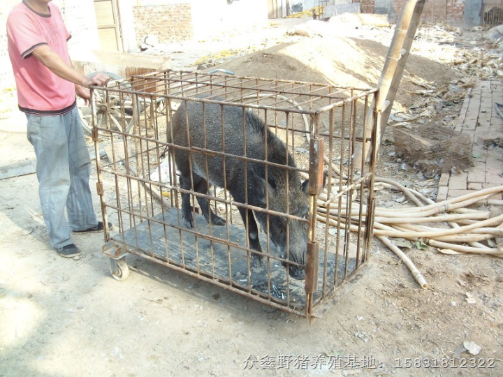 北京野猪养殖 北京野猪肉价格 天津野猪养殖基地 