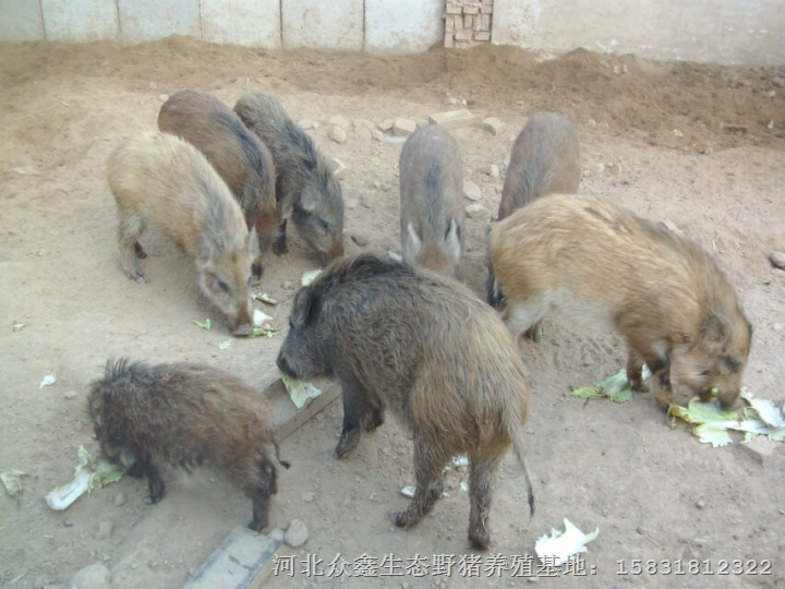 特种野猪种猪价格 特种野猪肉价格查询 