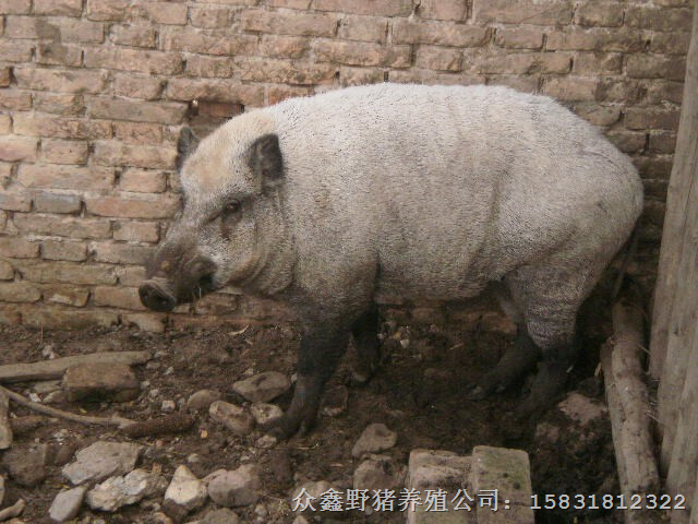 湖北野猪养殖场哪里好？就到湖南重庆野猪养殖基地 