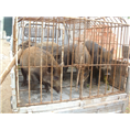 江苏野猪养殖场哪里好？就到江西上海生态野猪养殖基地！ 