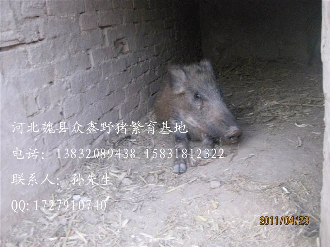 陕西野猪场养殖野猪肉价格 野猪养殖前景怎么样？15831812322告诉你 