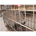 野猪种猪价格 河南特种野猪养殖基地 