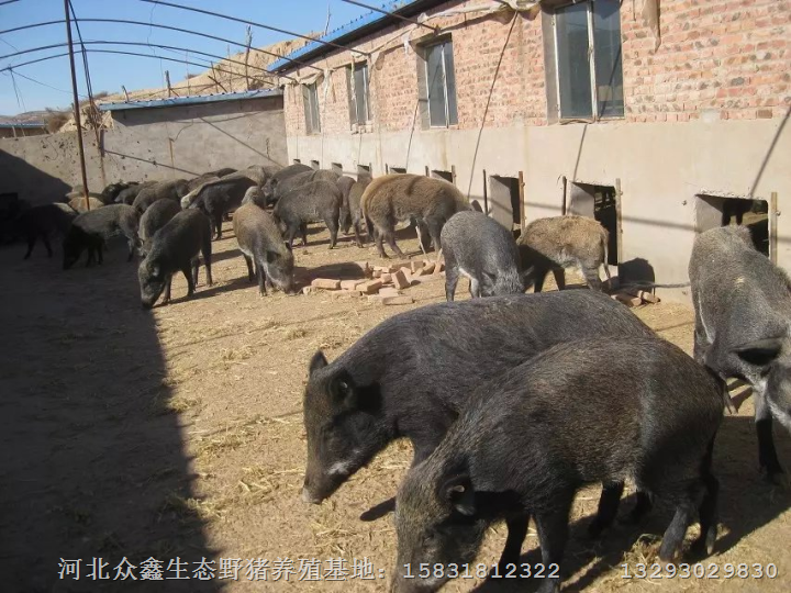 湖南野猪|湖南野猪养殖|长沙野猪养殖基地 