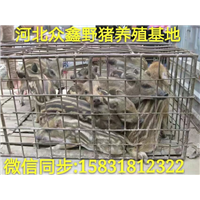 野猪行情 秦皇岛野猪养殖销售中心 