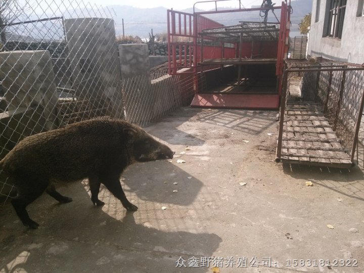 野猪肉 野猪肉礼品盒 生态特种野猪肉￥￥￥ 