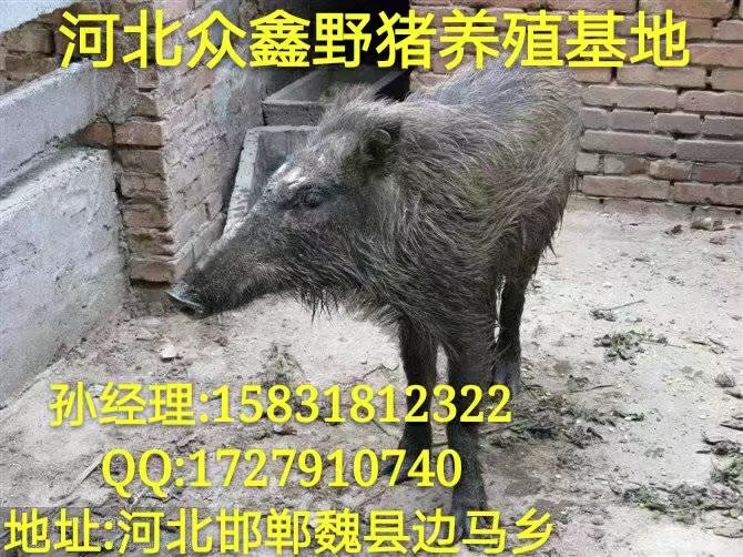 廊坊野猪养殖基地 河北野猪肉价格**查询 