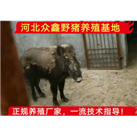 云南特种野猪养殖场、正宗野猪肉价格多少钱一斤 
