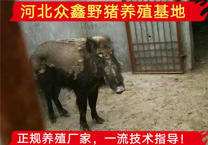 中国**的纯种野猪养殖地、大型野猪养殖交易中心 