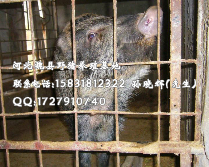 河北石家庄野猪 邯郸大型野猪养殖基地 秦皇岛野猪