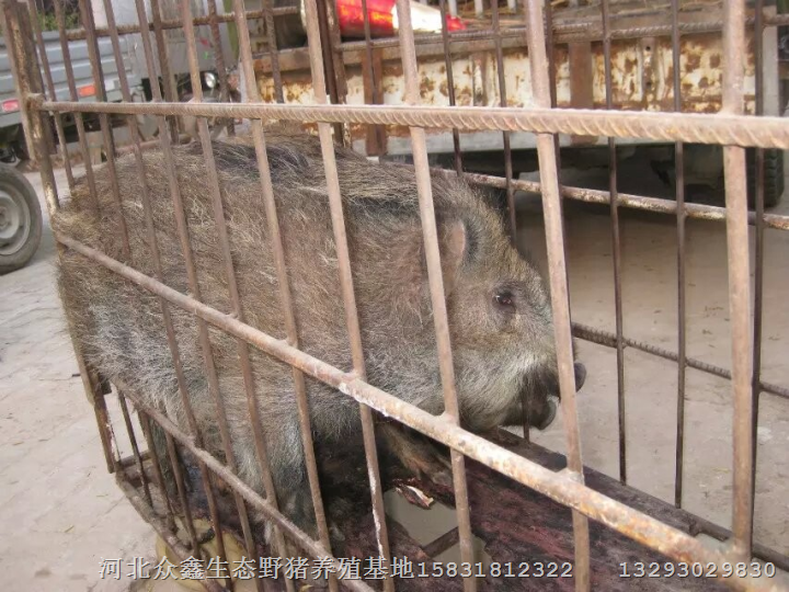 陕西野猪肉营养高西安野猪养殖场扩大规模 