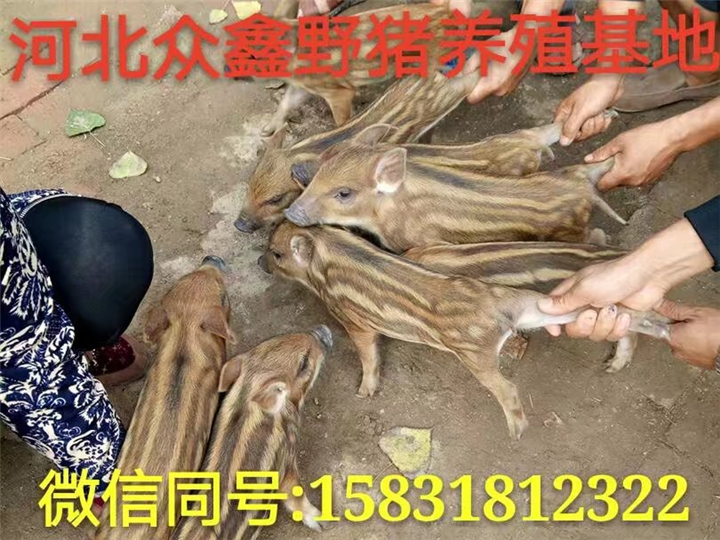 银川野猪养殖场  宁夏生态野猪养殖基地 