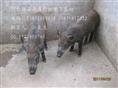 河北特种野猪养殖厂-魏县特种养殖野猪报价-92