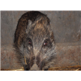 湖北恩施野猪繁育基地 天门随州纯种野猪养殖场 