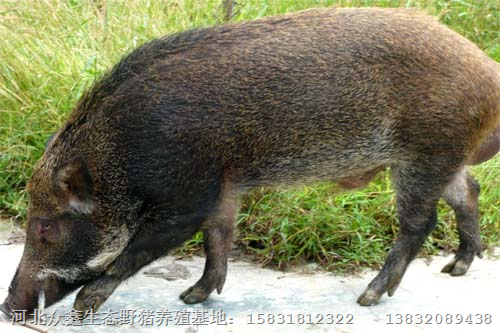 陕西野猪养殖 陕西野猪肉 山西野猪养殖场 