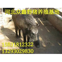 纯种野猪价格 张家口野猪养殖销售中心 