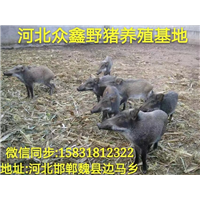 辽宁哪里有野猪养殖场？  就在纯种野猪养殖基地 