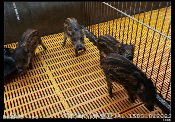 规模化野猪养殖基地 面向河北邯郸邢台武安保定各地区销售 