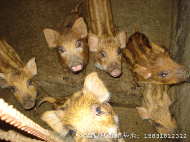 2014**野猪报价 山西特种野猪肉价格 