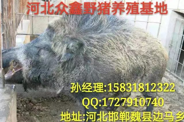 山东哪里有野猪养殖场？ 就在纯种野猪养殖基地 