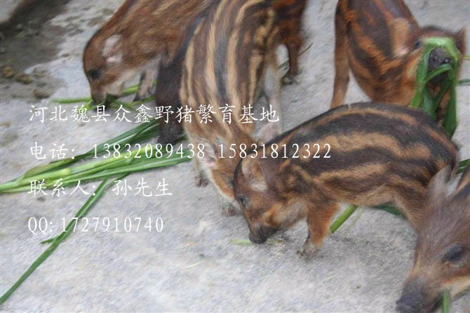 魏县野猪价格-河北野猪价格-河北特种养殖B-03