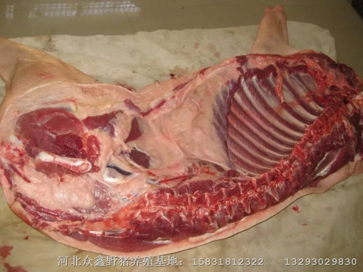 邯郸野猪养殖场魏县磁县大名野猪肉专卖店 