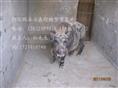河北特种野猪养殖厂-魏县特种养殖野猪报价-96