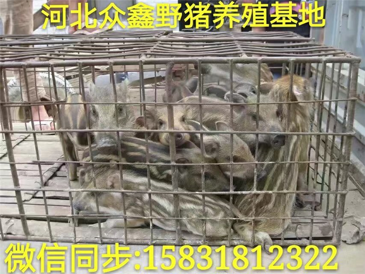 纯种野猪养殖场 一代野猪苗20斤左右的多钱一只 