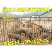 东北野猪养殖场  辽宁野猪苗价格多少钱一头 