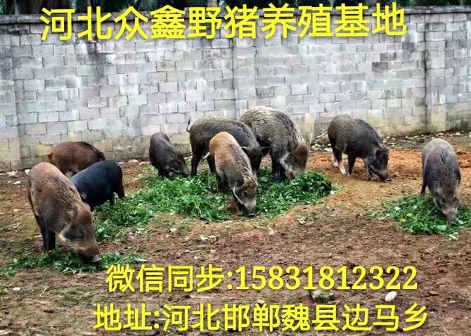 邯郸哪里有野猪养殖场？  就在纯种野猪养殖基地 