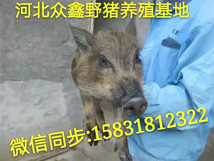 山东哪里有野猪养殖生态园  小野猪苗价格多少钱一头 