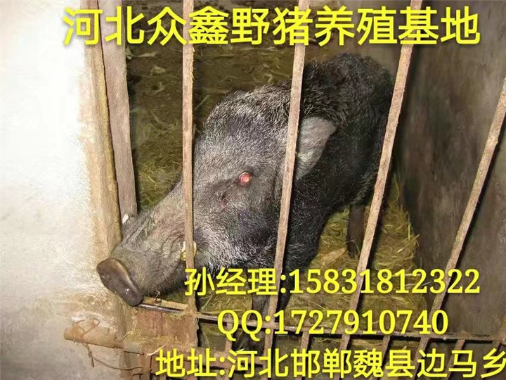 3万元养殖野猪有几只 河北野猪苗价格多少钱一只 