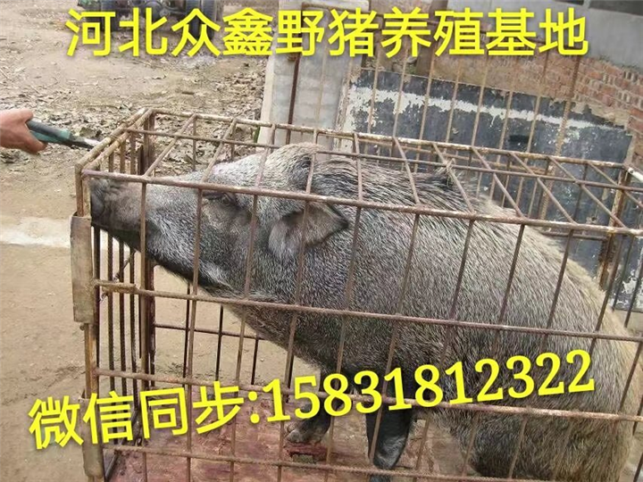 甘肃哪里有野猪养殖场？ 就在纯种野猪养殖基地 