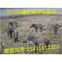 贵州哪里有野猪养殖场？   就在纯种野猪养殖基地 