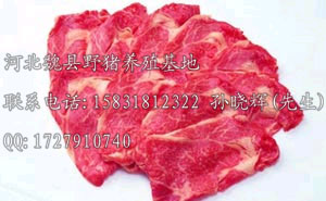 河北纯种野猪仔-种猪-商品猪【价格】？尽在魏县众鑫养殖场所 