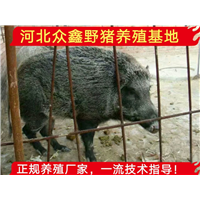 贵州那里有野猪苗出售？正规野猪养殖基地 