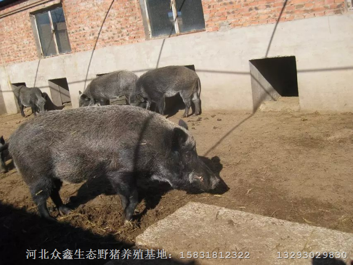 江苏野猪|江苏野猪养殖|江苏野猪批发价格 