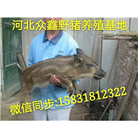 特种野猪养殖场 二代野猪苗价格多少钱一头 