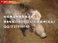 特种野猪养殖 野猪肉价格 河北野猪养殖厂家