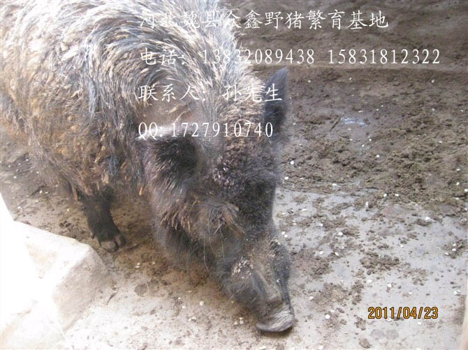 河北野猪价格-河北特种野猪养殖T-01