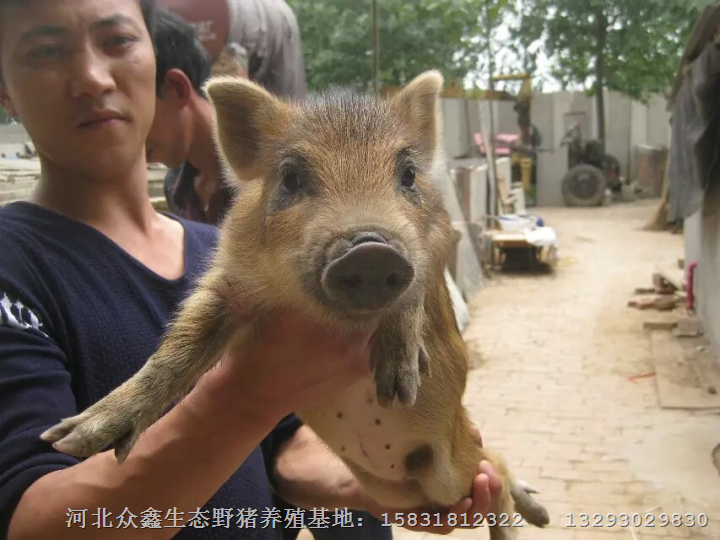 纯种野猪与特种野猪外形上有差别 野性大 